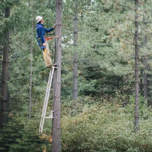 Forester climbing tree to trim