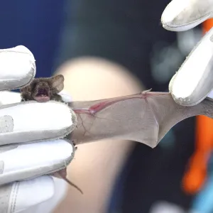 Hands pulling tiny bat wing to be examined