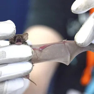 Hands holding tiny bat with outstretched wing