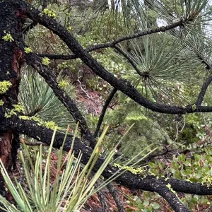 pine needles and mossy twigs