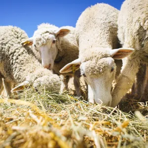 Sheep grazing on hay