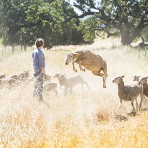 Shepherd, Dog and Sheep leaping
