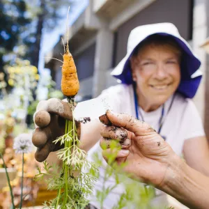 Gardener holding up fresh pulled carrot