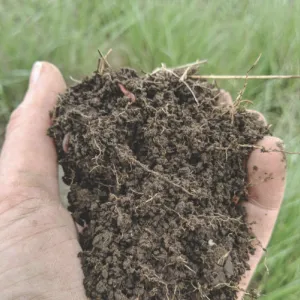 Person holding soil