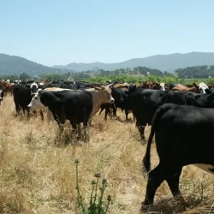 Cows in Field