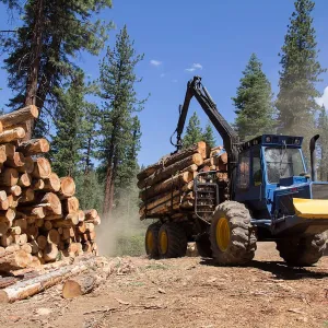 timber