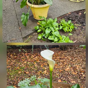calla flower in a pot and also growing in the ground