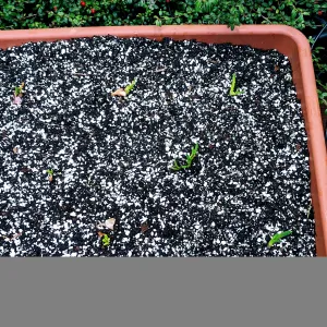 shallot shoots emerging from the soil