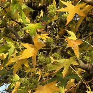 yellow liquid ambar leaves