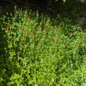 crimson clover just starting to bloom
