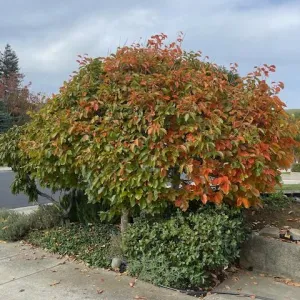 green and orange leaves of a persimmon tree