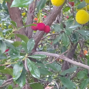 red and yellow strawberry tree fruits dangle like ornaments