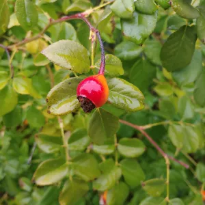 red rose hip dangles against a green background of rose leaves