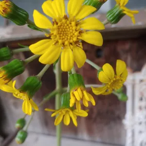 yellowy orange daisy flowers