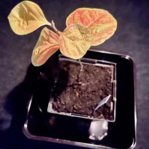 persimmon tree seedling in a pot