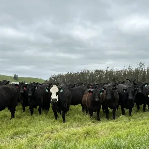 livestock on rangeland