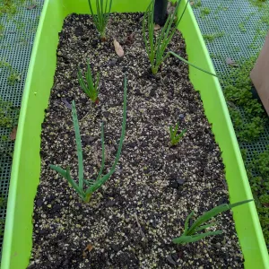 Portuguese garlic sprouting in a long green garden bed