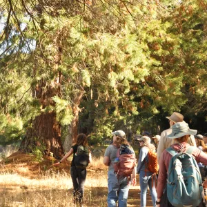 Group of people walking in a redwood forest.