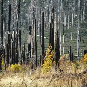 Stand of dead trees in King Fire footprint, El Dorado County.