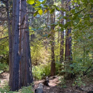 Pine trees with sunlight peeking through.