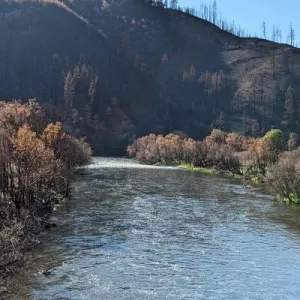 Aftermath of the Klamath Mckinney Fire, picturing a river lined with burned trees and vegetation. Photo Credit Damon Goodman.