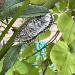 praying mantid egg case hanging from the stem of a plant