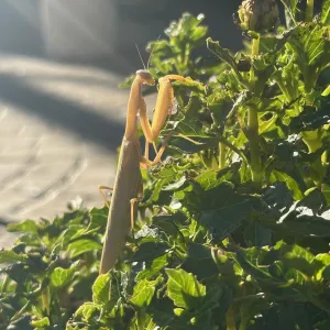 praying mantis climbing on a plant
