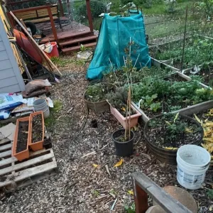 avocado tree covered by cloth