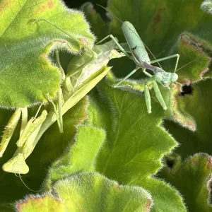 two praying mantids mating