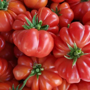 Costoluto Genovese Tomatoes