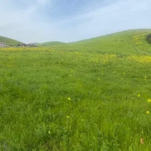rolling green hills with mustard plants in the background