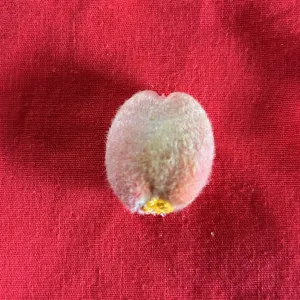 single Sago Palm seed