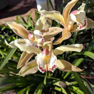 beige cymbidium orchid fully opened