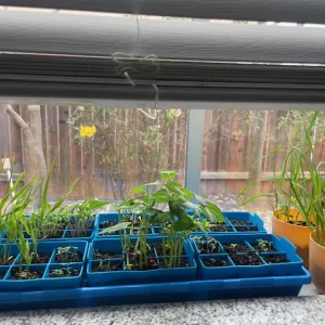 background of a kitchen window with a blue seed flat of new seedlings