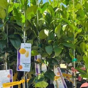 potted citrus trees with identification tags