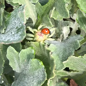 lady beetle nestled in leaves