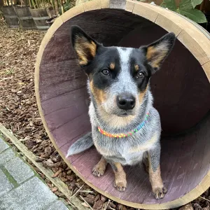 cattle dog puppy in a half wine barrel