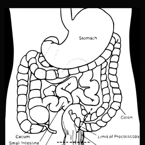 black and white image of stomach and intestine anatomy
