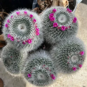 grey, spiny cactus with fuchsia colored blooms in a ring atop the 5 columns of cactus