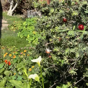 plants blooming in a side yard