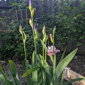 iris stems with purple petals just peeking out