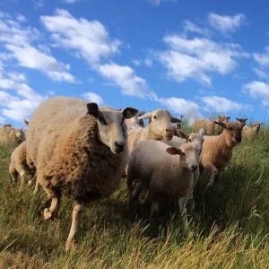 A flock of sheep running through a field of grass.