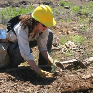 Person planting a tree seedling.