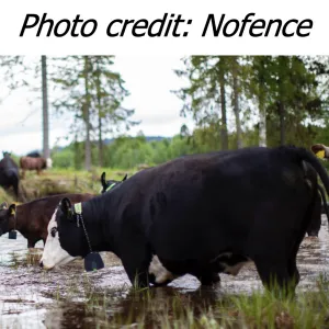 A cow wearing a Nofence virtual fence collar.