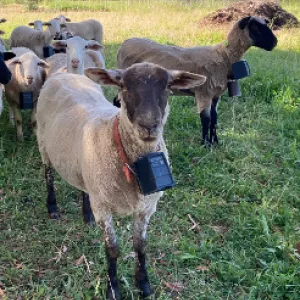 Sheep wearing Nofence virtual fence collars.