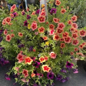 miniature petunia flowers that are red centered with yellow edges