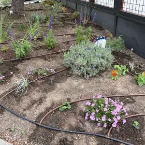 plants with drip irrigation system going to each plant