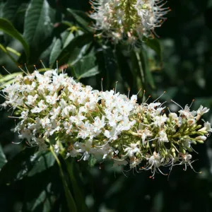 closeup picture of a California Buckeye tree flower