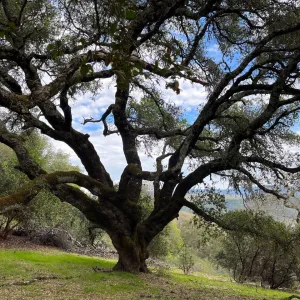 a California oak stands tall with a background of cloudy blue skies