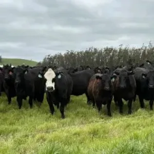 cattle pic